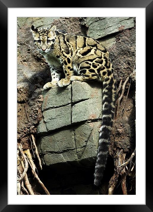 Clouded Leopard Framed Mounted Print by Selena Chambers