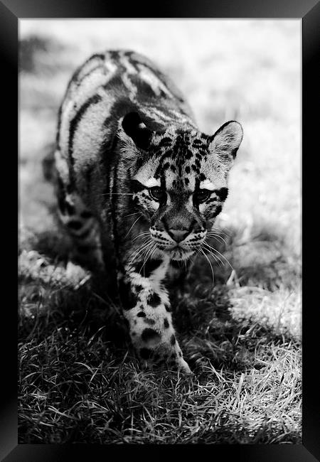 Clouded Leopard Framed Print by Selena Chambers
