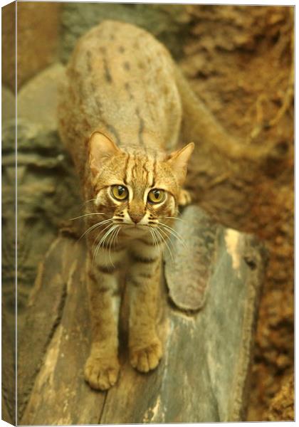 Rusty spotted cat Canvas Print by Selena Chambers