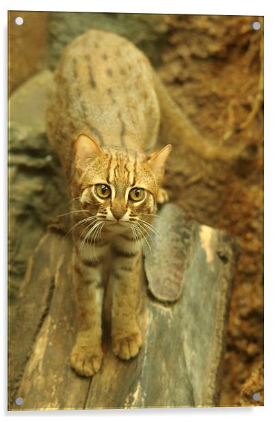 Rusty spotted cat Acrylic by Selena Chambers