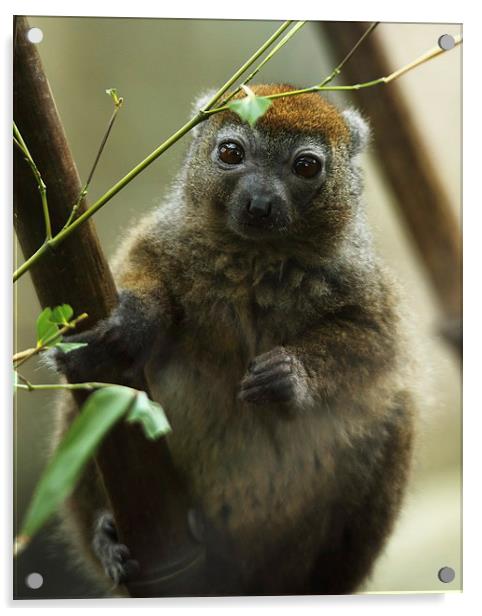 Western Lesser Bamboo Lemur Acrylic by Selena Chambers