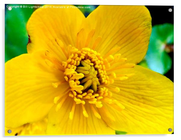 Marsh Marigold flower Acrylic by Bill Lighterness
