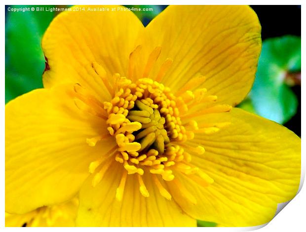Marsh Marigold flower Print by Bill Lighterness