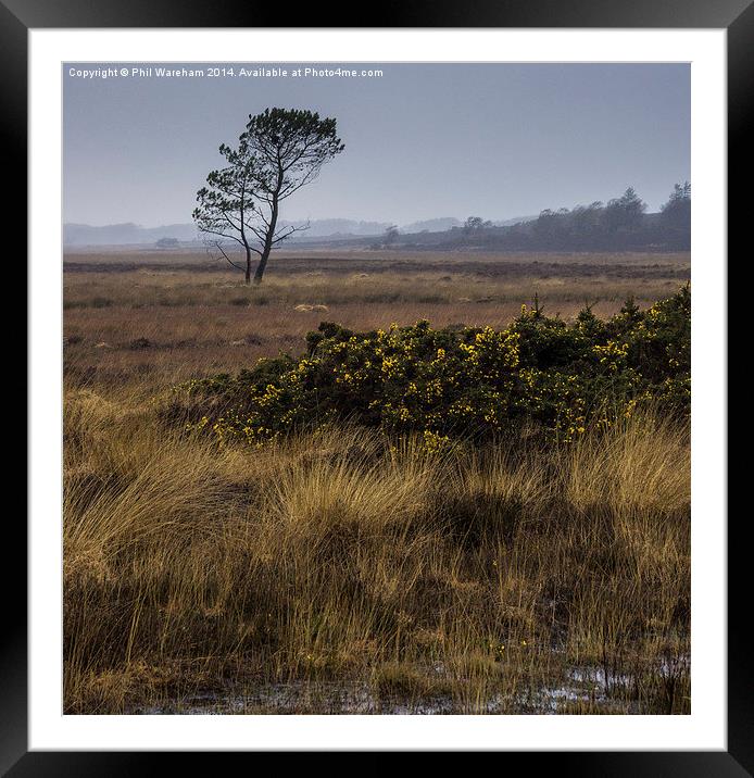 Hartland Moor National Nature Reserve Framed Mounted Print by Phil Wareham