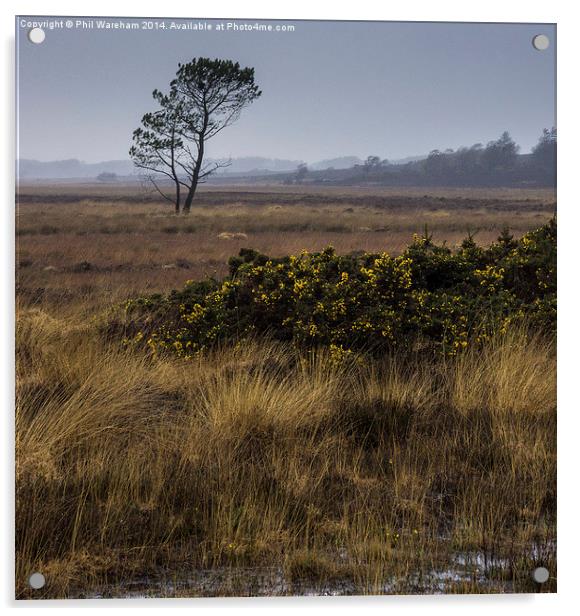 Hartland Moor National Nature Reserve Acrylic by Phil Wareham