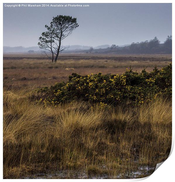 Hartland Moor National Nature Reserve Print by Phil Wareham