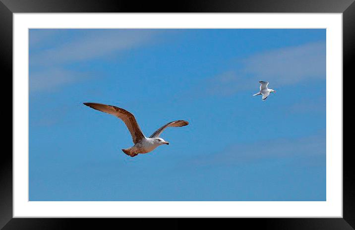 Flying in a pair. Framed Mounted Print by Mark Franklin