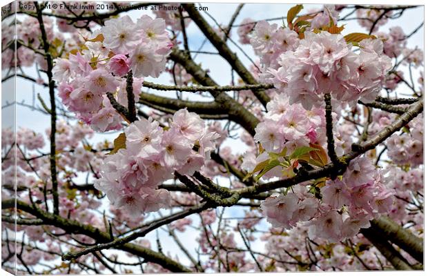 Cherry Blossom in Spring Canvas Print by Frank Irwin