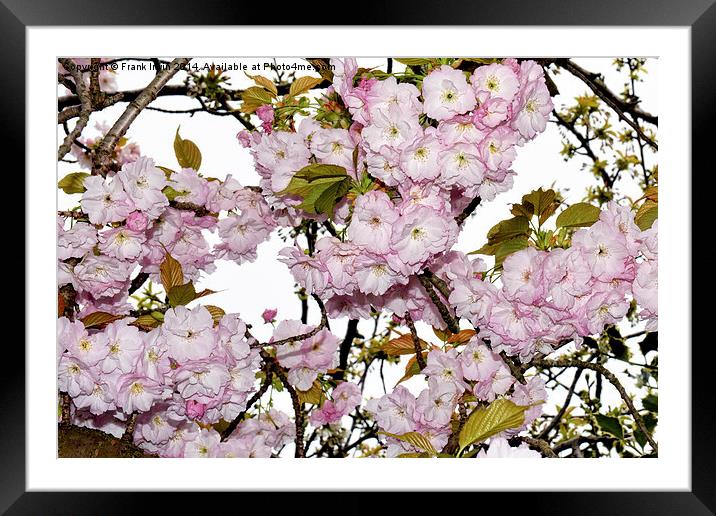 Cherry Blossom in Spring Framed Mounted Print by Frank Irwin