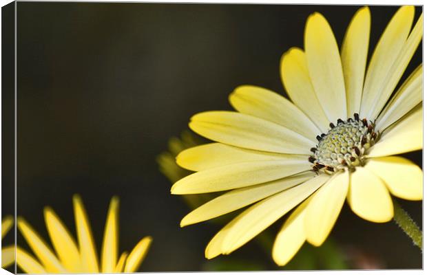 Sun Daisies Canvas Print by Sharon Lisa Clarke