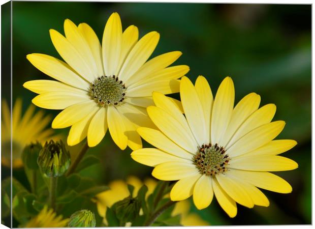 Yellow Cape daisies Canvas Print by Sharon Lisa Clarke