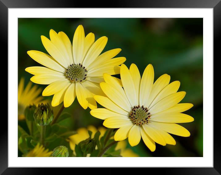 Yellow Cape daisies Framed Mounted Print by Sharon Lisa Clarke