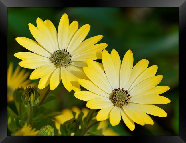 Yellow Cape daisies Framed Print by Sharon Lisa Clarke