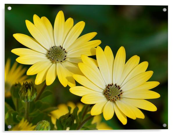 Yellow Cape daisies Acrylic by Sharon Lisa Clarke