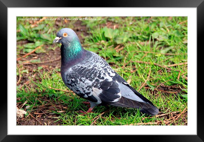 Pigeon in Park Framed Mounted Print by Jacqui Kilcoyne