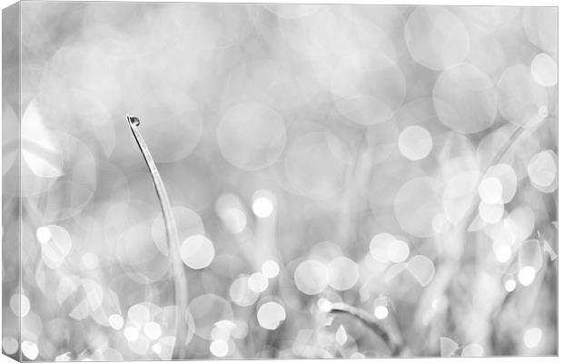 Natures Sparkle Dewdrops in Sunlit Grass Black and Canvas Print by Natalie Kinnear