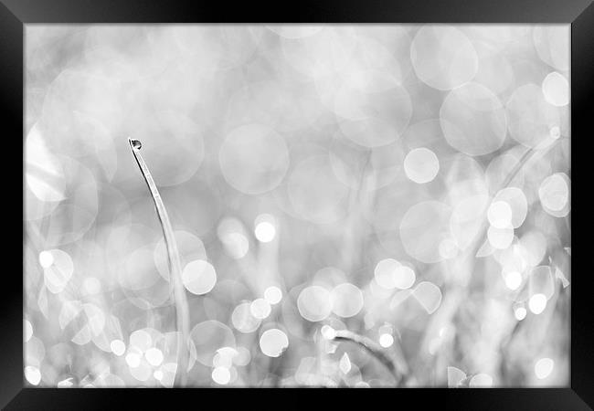 Natures Sparkle Dewdrops in Sunlit Grass Black and Framed Print by Natalie Kinnear