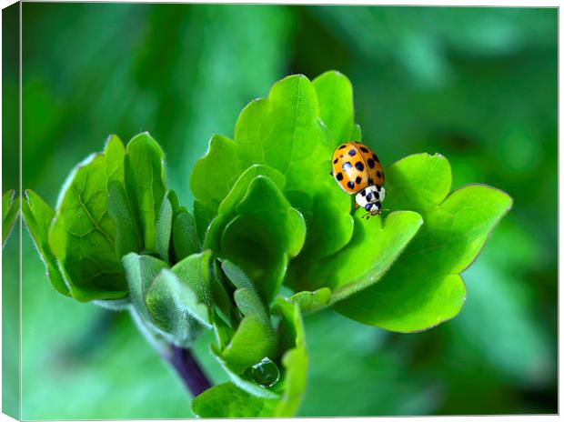 Ladybird Canvas Print by Victor Burnside