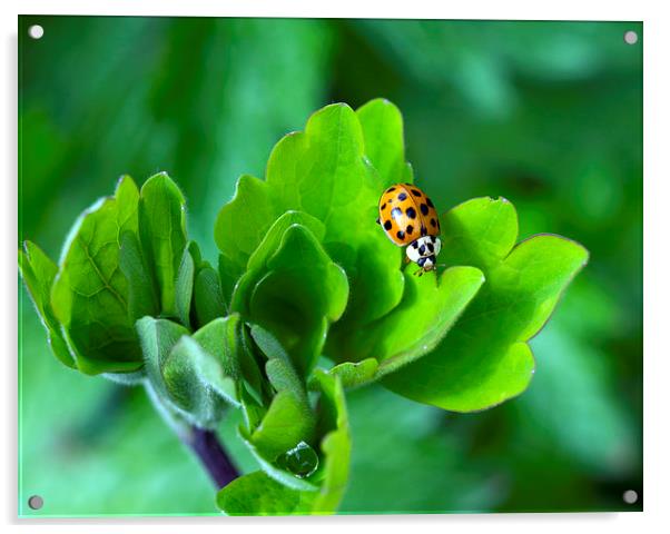 Ladybird Acrylic by Victor Burnside