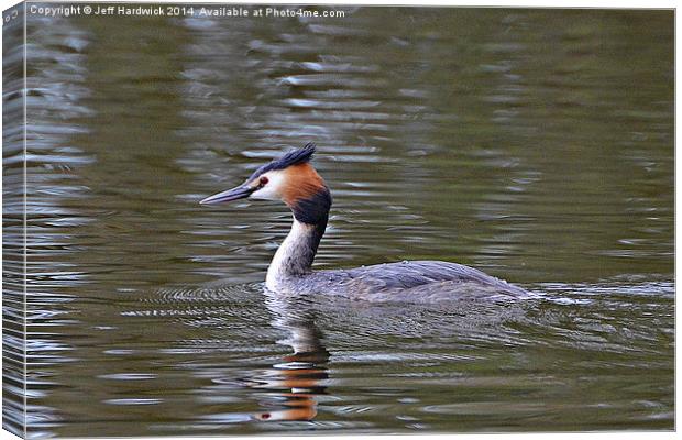 Great Crested Grebe Canvas Print by Jeff Hardwick