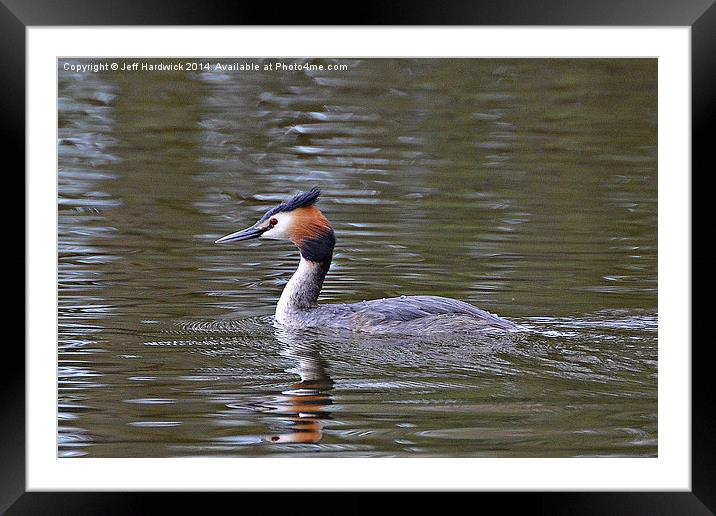Great Crested Grebe Framed Mounted Print by Jeff Hardwick