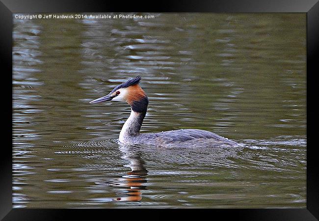 Great Crested Grebe Framed Print by Jeff Hardwick