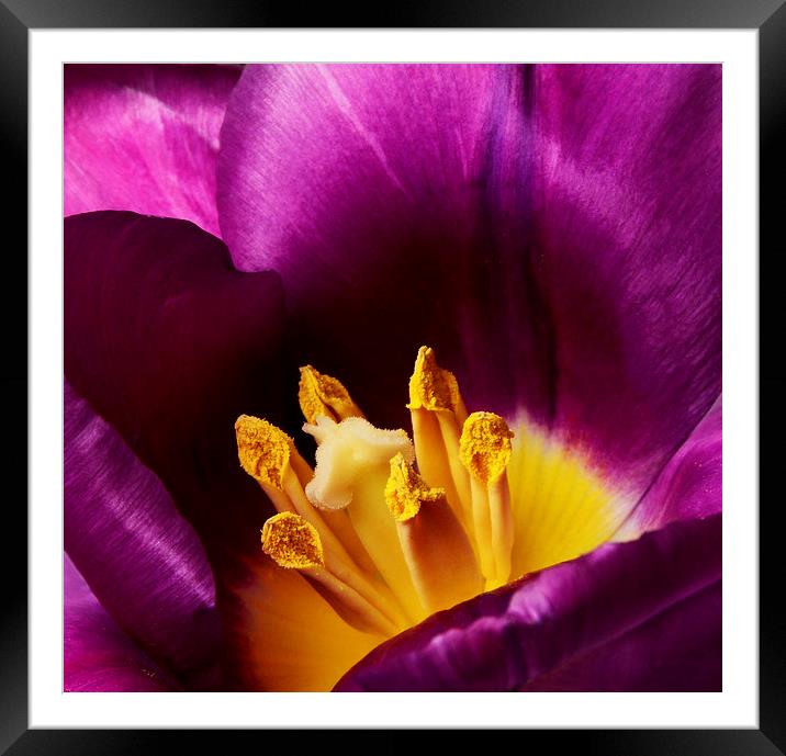 Stamens Framed Mounted Print by Fine art by Rina