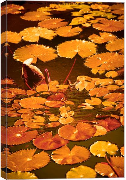 lily pond Canvas Print by richard pereira