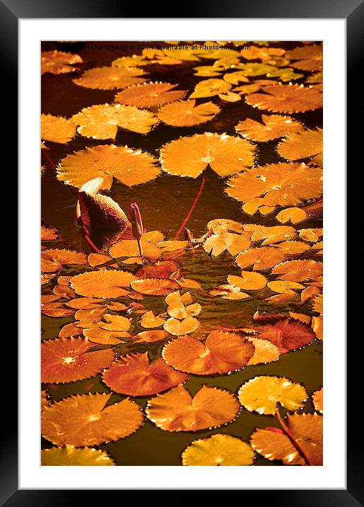 lily pond Framed Mounted Print by richard pereira