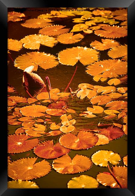 lily pond Framed Print by richard pereira