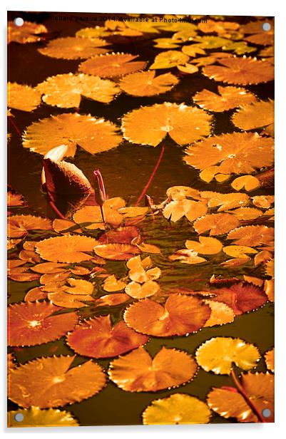 lily pond Acrylic by richard pereira