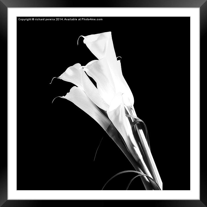 Lily elegance Framed Mounted Print by richard pereira