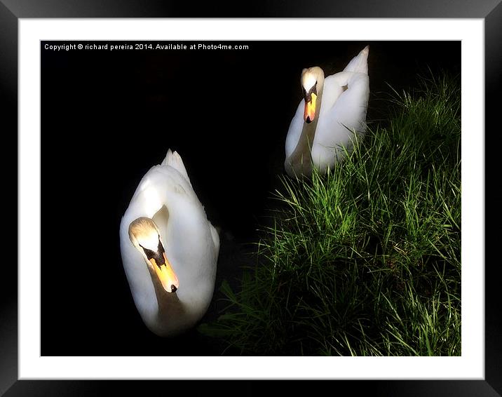 Swans Framed Mounted Print by richard pereira