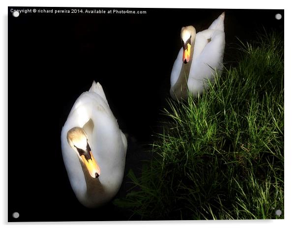 Swans Acrylic by richard pereira