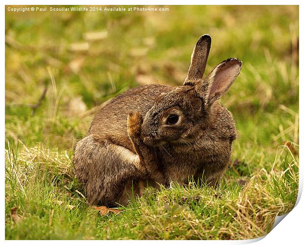 Brown Rabbit Print by Paul Scoullar