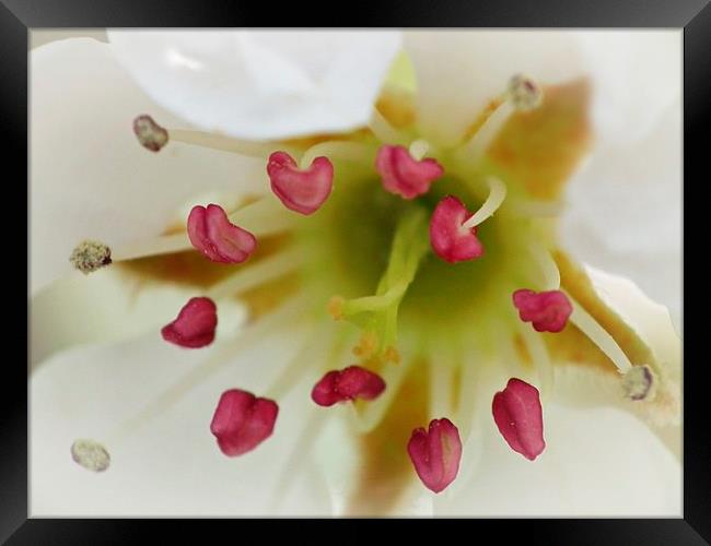 Spring Blossom Framed Print by michelle whitebrook