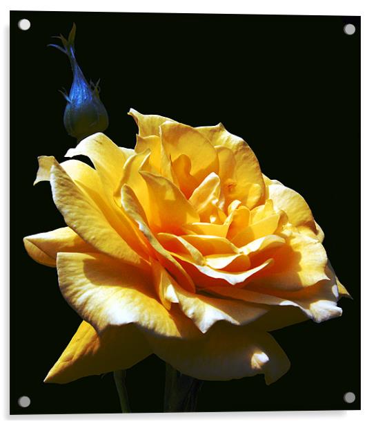 Yellow Rose Acrylic by james balzano, jr.