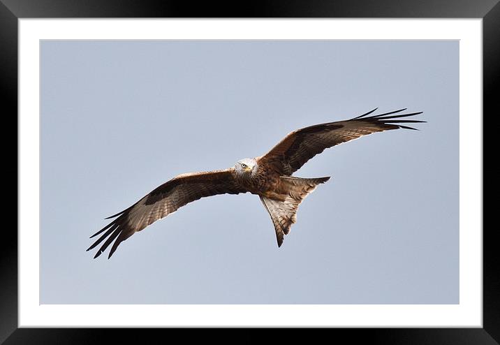 RED KITE Framed Mounted Print by David Pacey
