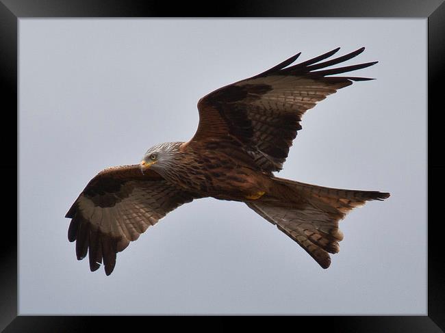 RED KITE Framed Print by David Pacey