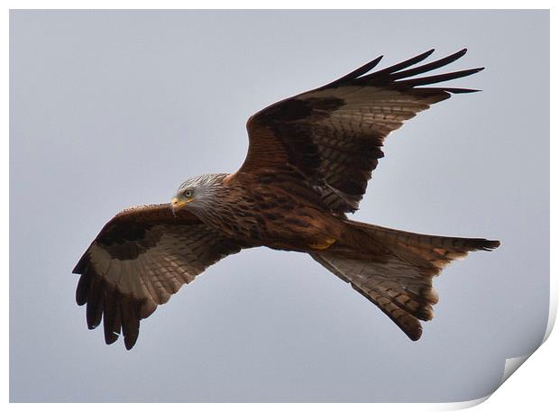 RED KITE Print by David Pacey