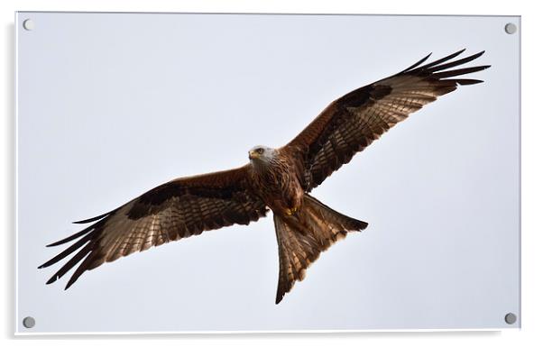 RED KITE Acrylic by David Pacey