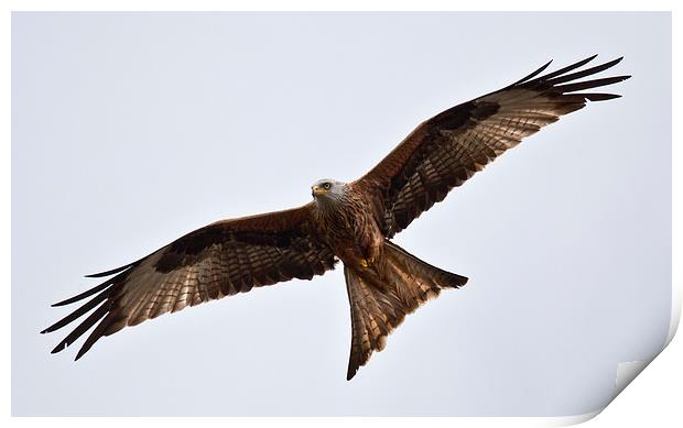 RED KITE Print by David Pacey