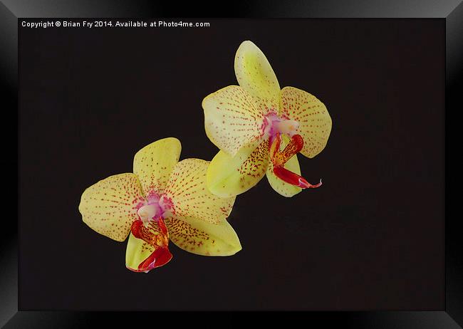 Beautiful Yellow Orchid Framed Print by Brian Fry