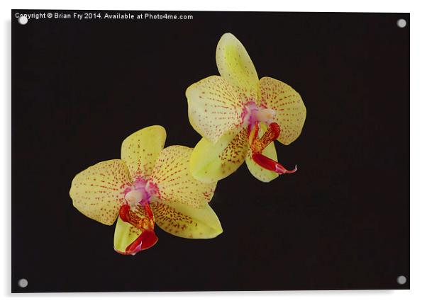 Beautiful Yellow Orchid Acrylic by Brian Fry