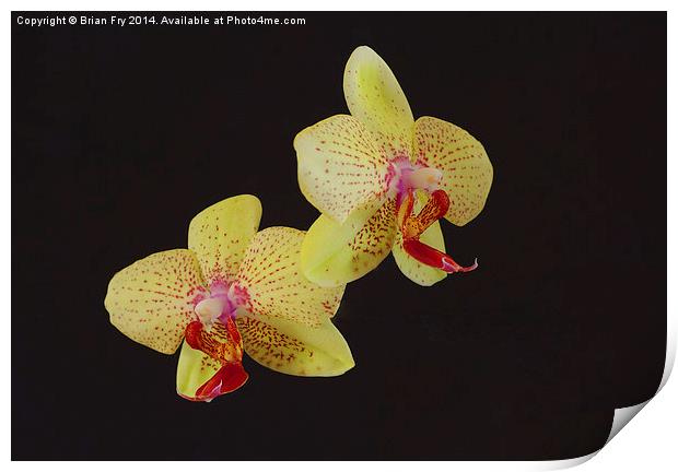 Beautiful Yellow Orchid Print by Brian Fry