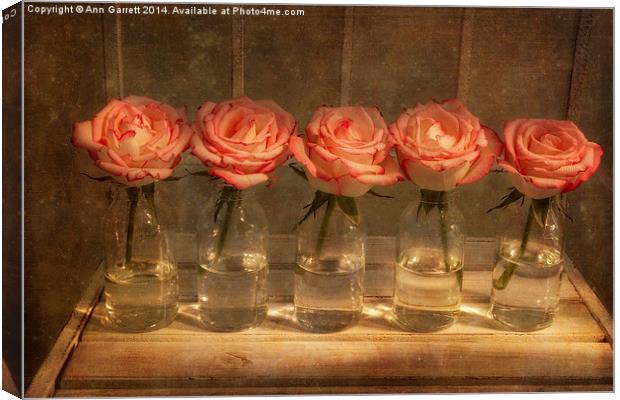 Roses in a Row Canvas Print by Ann Garrett