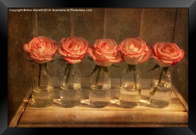 Roses in a Row Framed Print by Ann Garrett