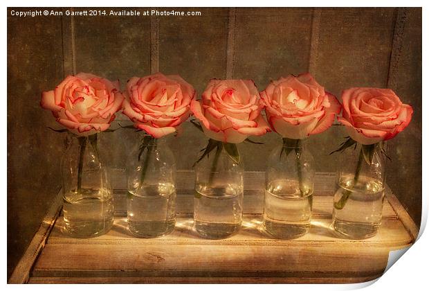 Roses in a Row Print by Ann Garrett