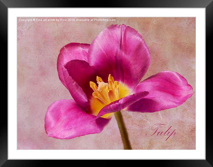 Tulip Framed Mounted Print by Fine art by Rina