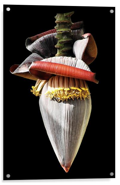 Banana Flower Acrylic by Jacqueline Burrell
